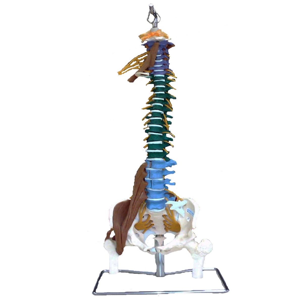Coluna Flexível Multifuncional tamanho natural - Portal do Médico