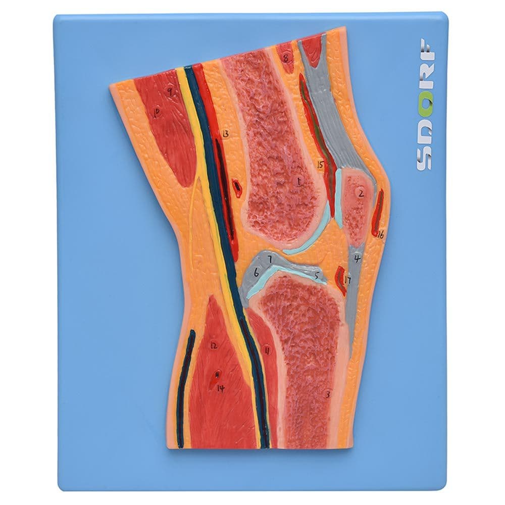 Secção Mediana da Articulação do Joelho Modelo Anatomia - Portal do Médico
