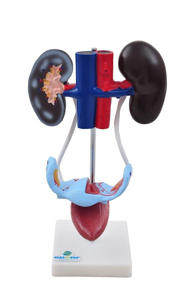 Sistema Urinário Feminino em 4 Partes Modelo Anatomia - Portal do Médico