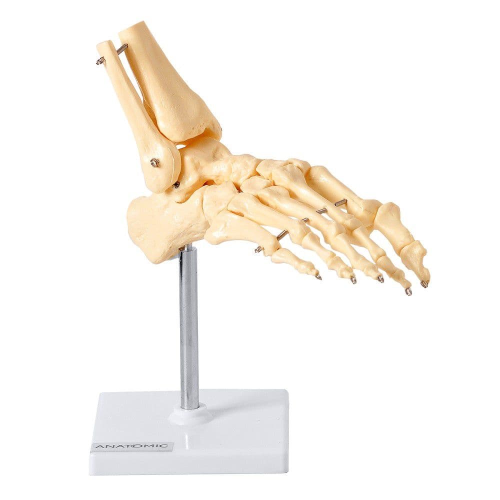 Esqueleto Humano do Pé Ossos Tornozelo, Anatomia - Portal do Médico