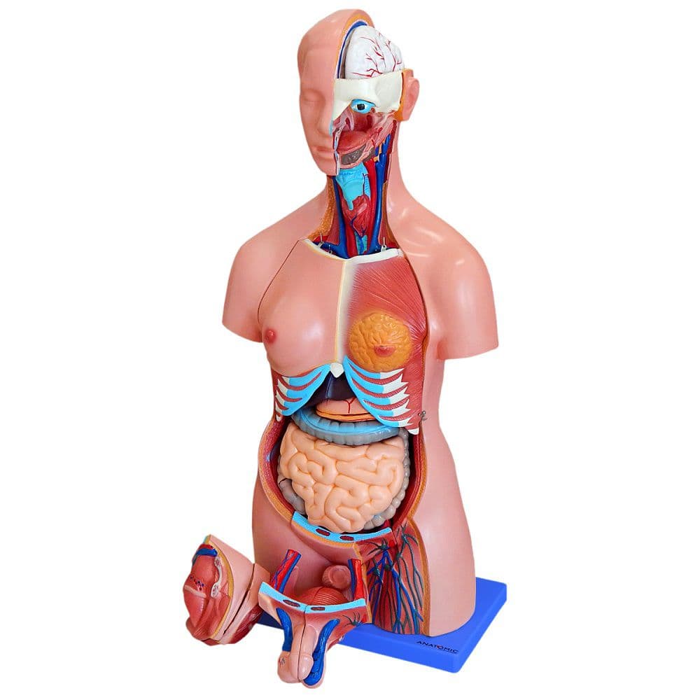 Torso Humano Bissexual 85 cm Altura 25 partes e Coluna Exposta - Portal do Médico