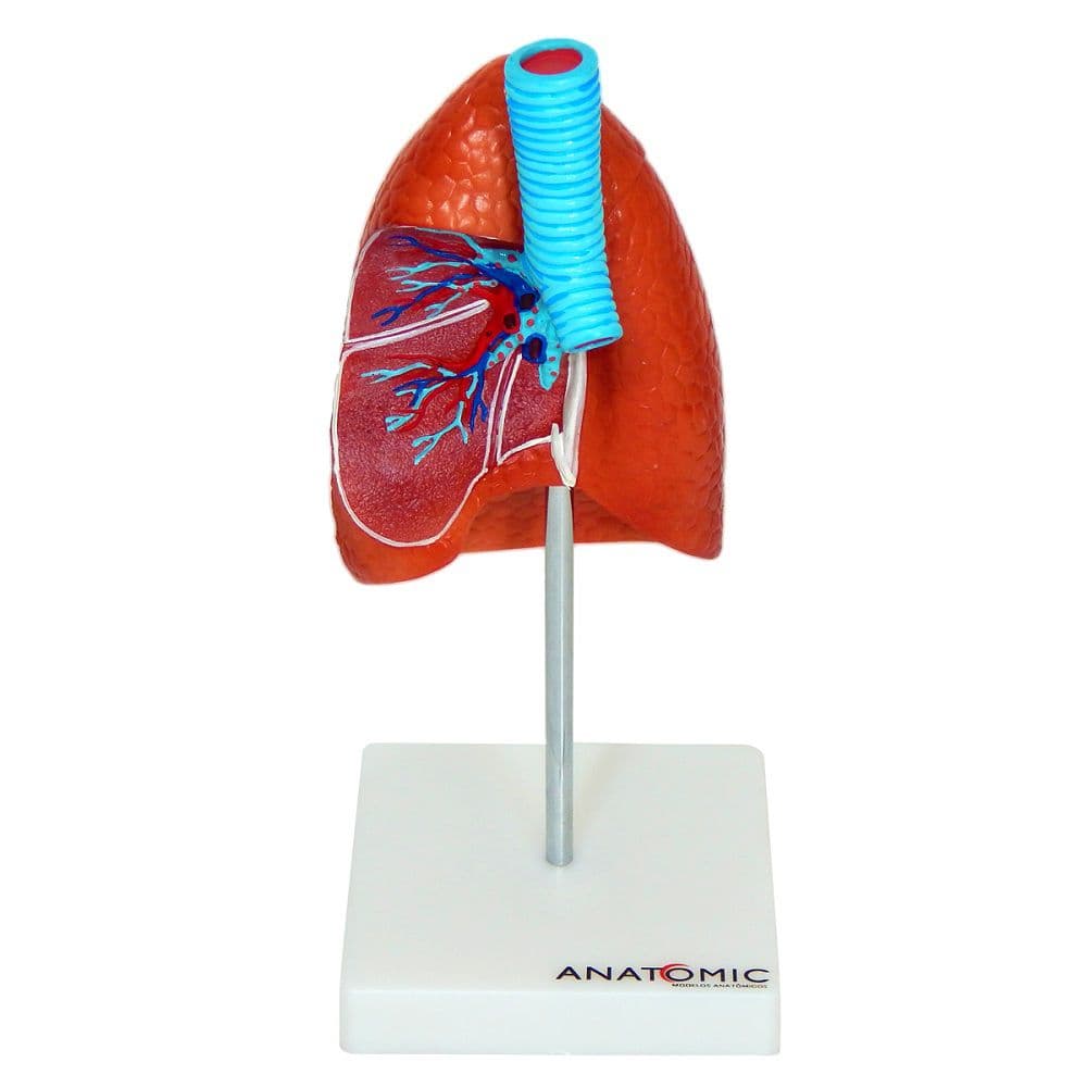 Pulmão Humano com Traqueia e Placa Explicativa, Anatomia - Portal do Médico