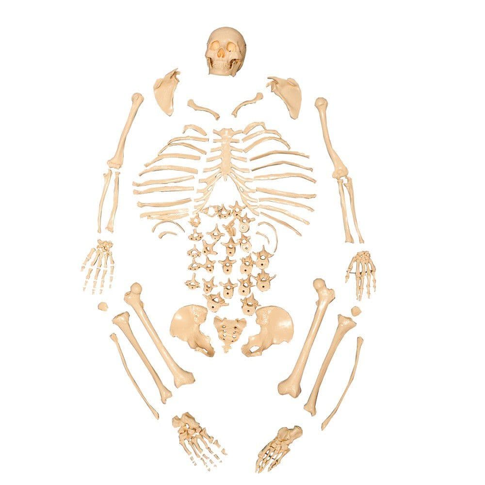 Esqueleto Humano Padrão Tamanho Natural Desarticulado - Portal do Médico