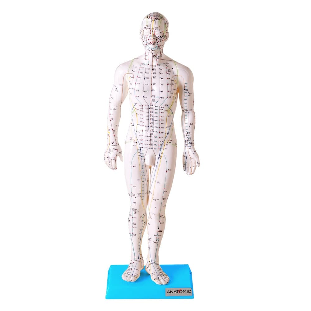 Manequim Acupuntura Masculino 50 cm - Portal do Médico