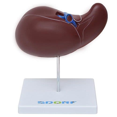 Figado Humano Modelo Luxo, Anatomia - Portal do Médico