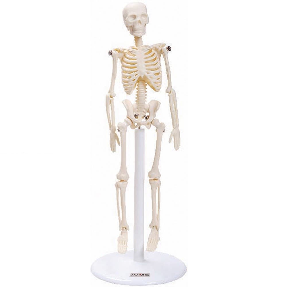 Esqueleto Humano de 20 cm Altura, Anatomia - Portal do Médico