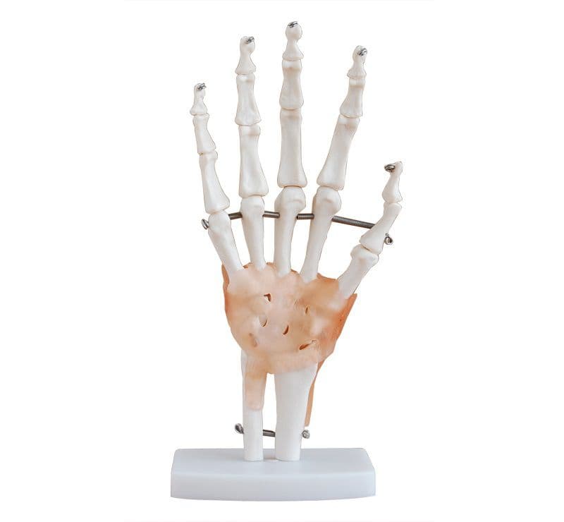 Articulação da Mão 19cm de Altura com Ligamentos - Portal do Médico