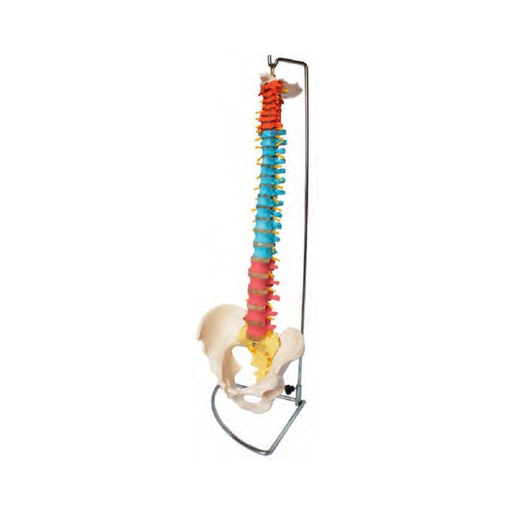 Coluna Vertebral Flexível Didática - Portal do Médico