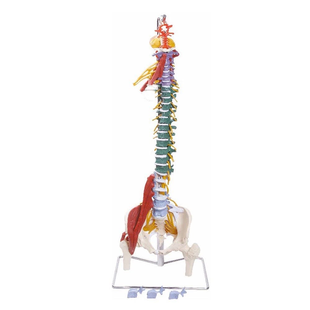 Coluna Flexível Multifuncional Esqueleto Anatomia - Portal do Médico