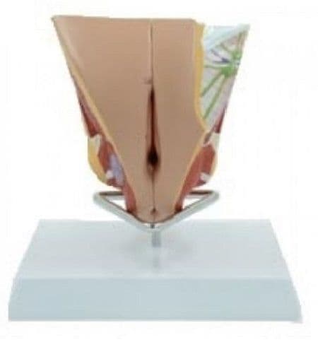 Órgão Genital Feminino 4 pts, Anatomia - Portal do Médico