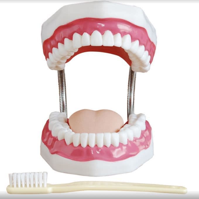 Arcada Dentaria com Escova de Dente Gigante - Portal do Médico