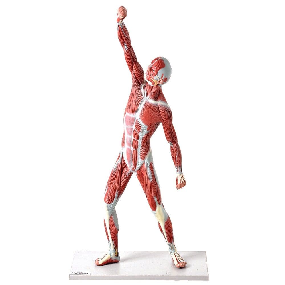 Manequim Muscular de 50 cm, Anatômico - Portal do Médico