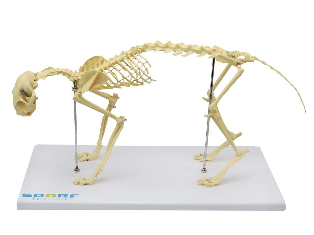 Esqueleto de Gato - Portal do Médico