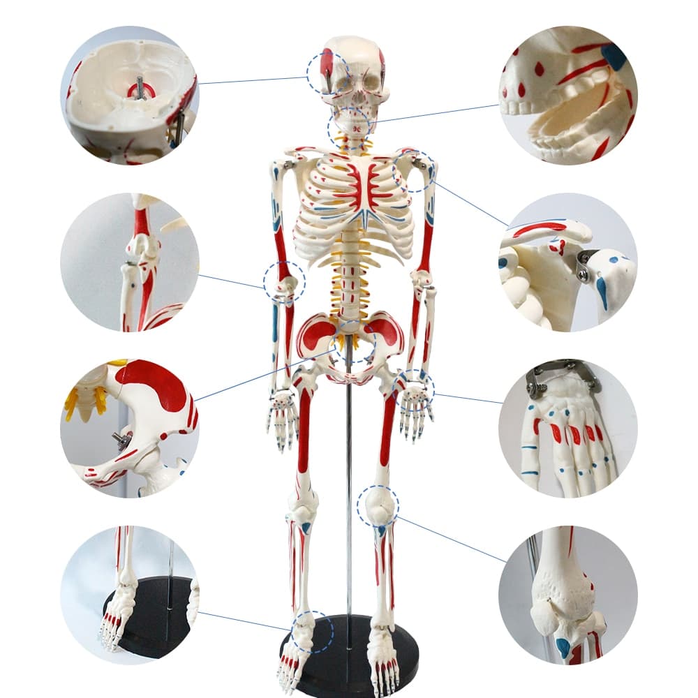 Esqueleto Humano com Inserção Muscular Completa e pontos de Origem
- China - Portal do Médico