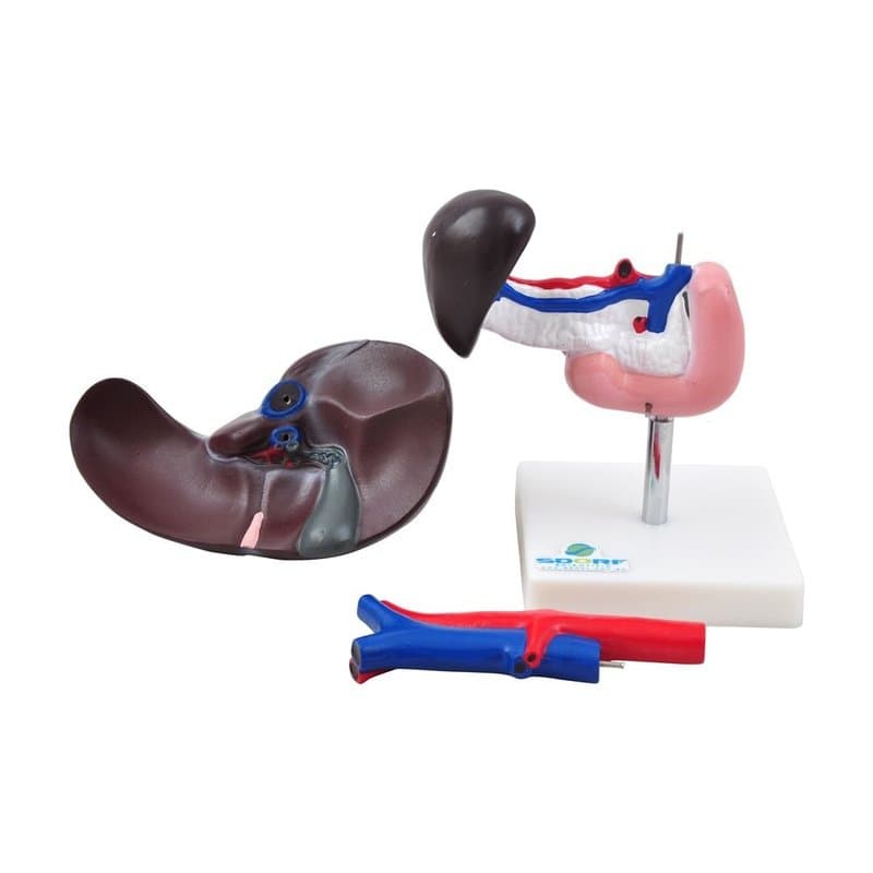Fígado, Pâncreas, Duodeno E Baço - Portal do Médico