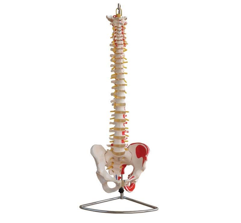 Coluna Vertebral Flexível com Pélvis e Músculos - Portal do Médico