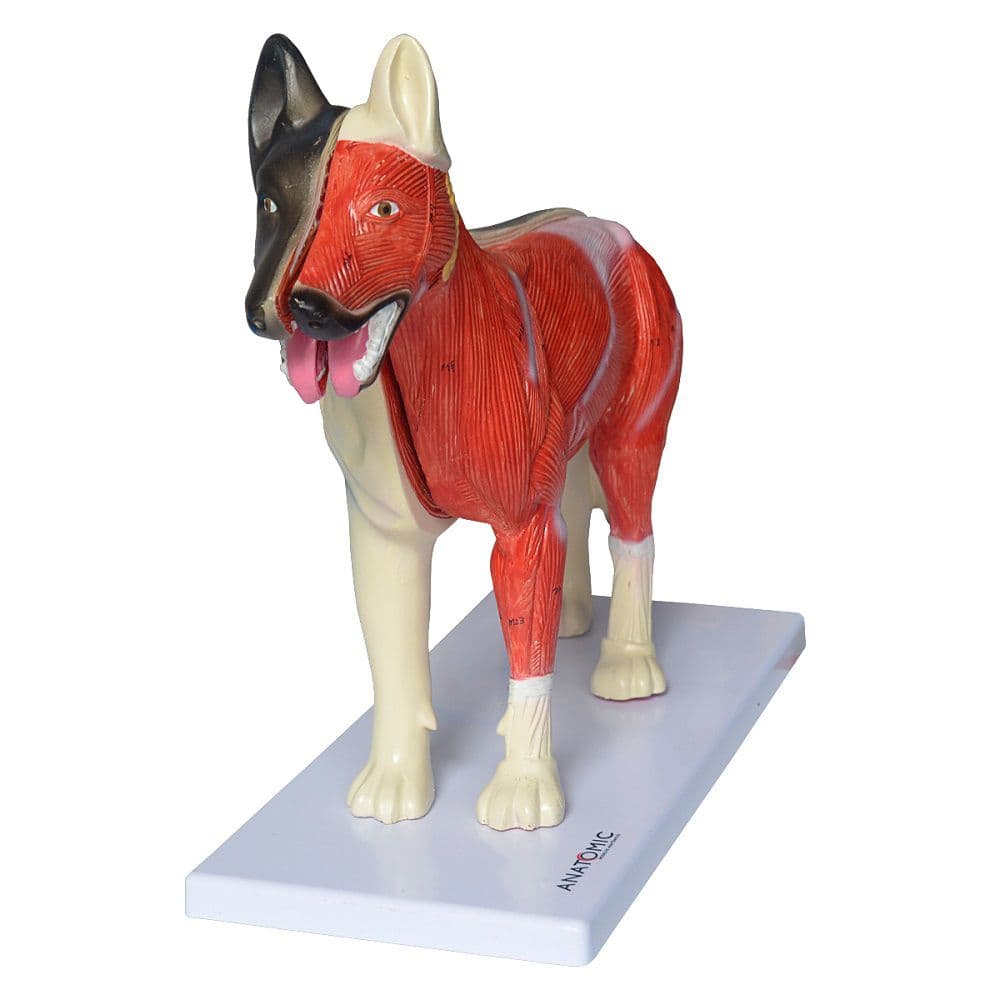Anatomia do Cachorro - Portal do Médico