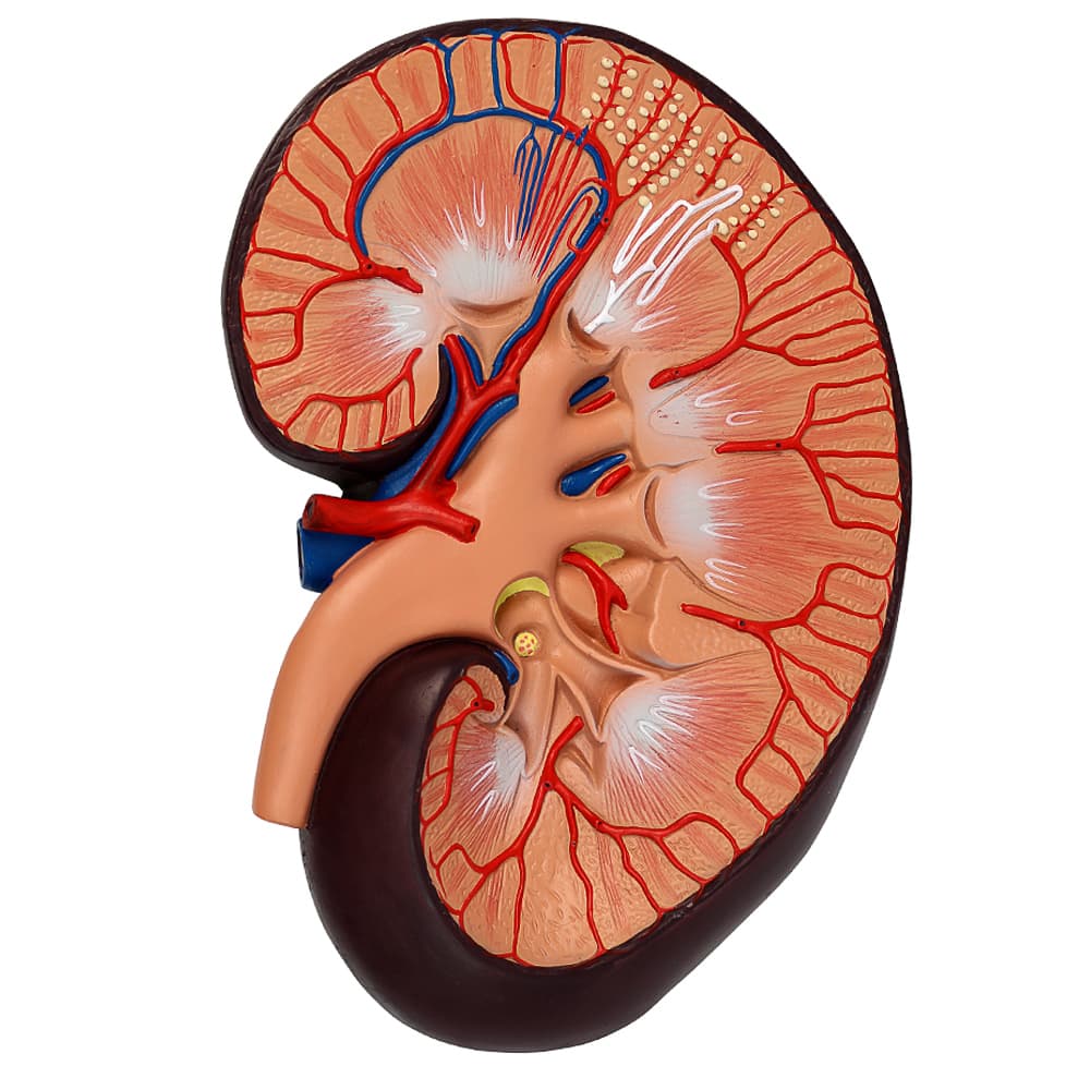 Rim Básico Em Corte Sagital Tzj-0327-B Anatomic - Portal do Médico