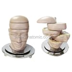 Cabeça em corte axial - Portal do Médico