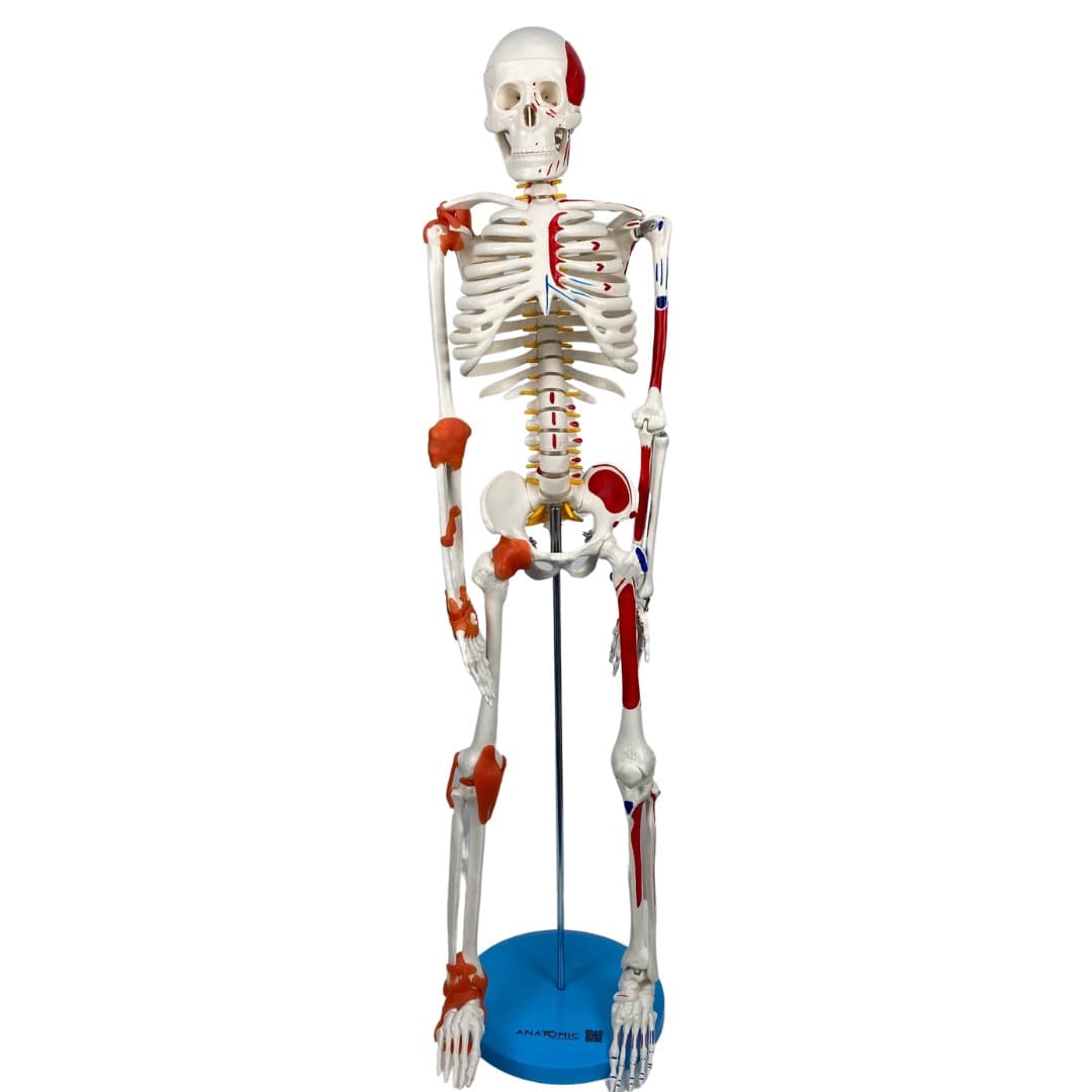 Esqueleto 85 cm c/ Ligamentos, Inserções Musculares, Suporte e Base - Portal do Médico