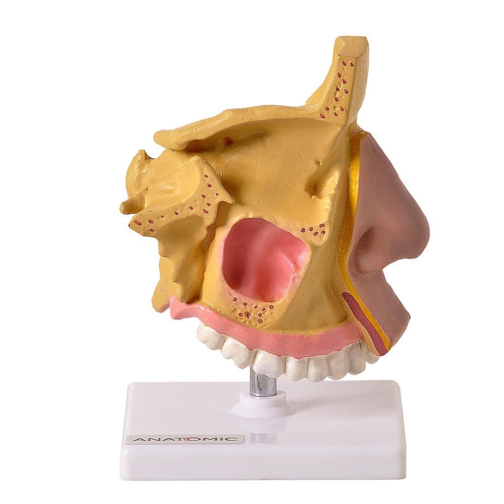 Nariz c/Arcada Dentária Superior Modelo Anatomia - Portal do Médico