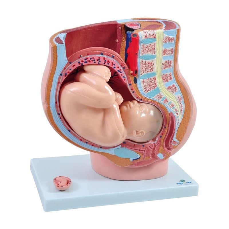Pélvis Feminina em 4 partes com Feto - Portal do Médico