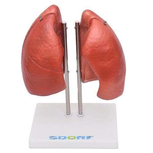 Pulmão Segmentado Humano 4 Partes - Portal do Médico