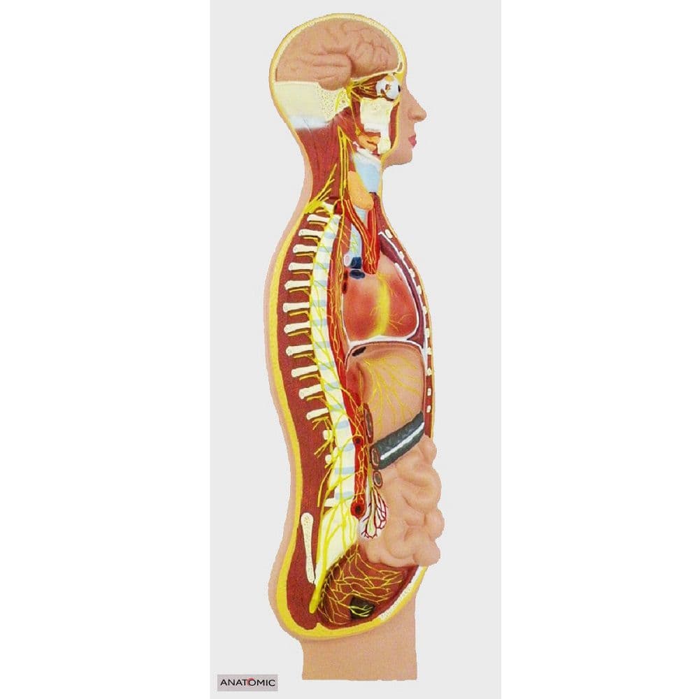 Sistema Nervoso Simpático em Prancha, Anatomia - Portal do Médico