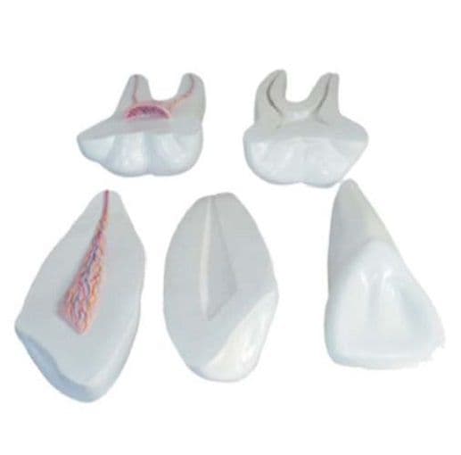 Dentes Incisivos, Caninos e Molares - Portal do Médico