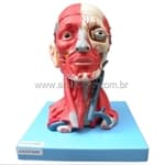 Cabeça com Músculos em 10 Partes NEW - Anatomic - Portal do Médico