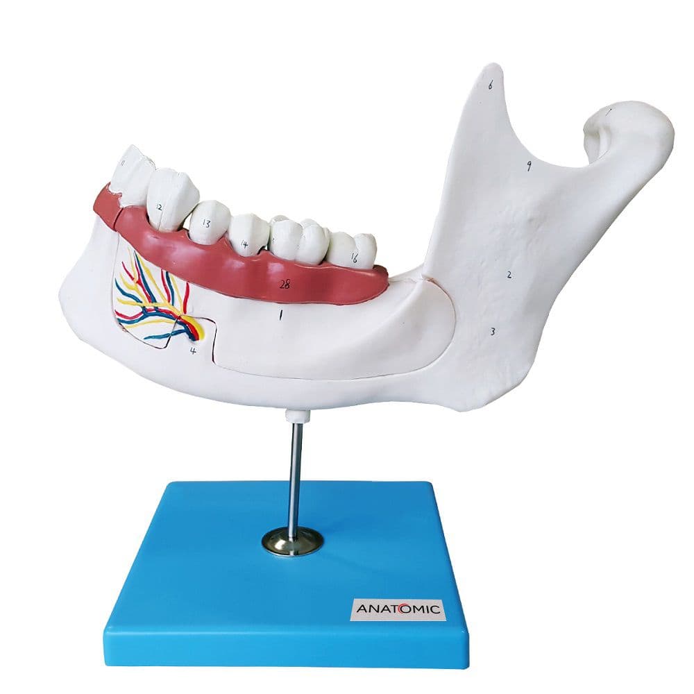 Anatomia do Dente em 6 Partes Modelo Anatomia - Portal do Médico