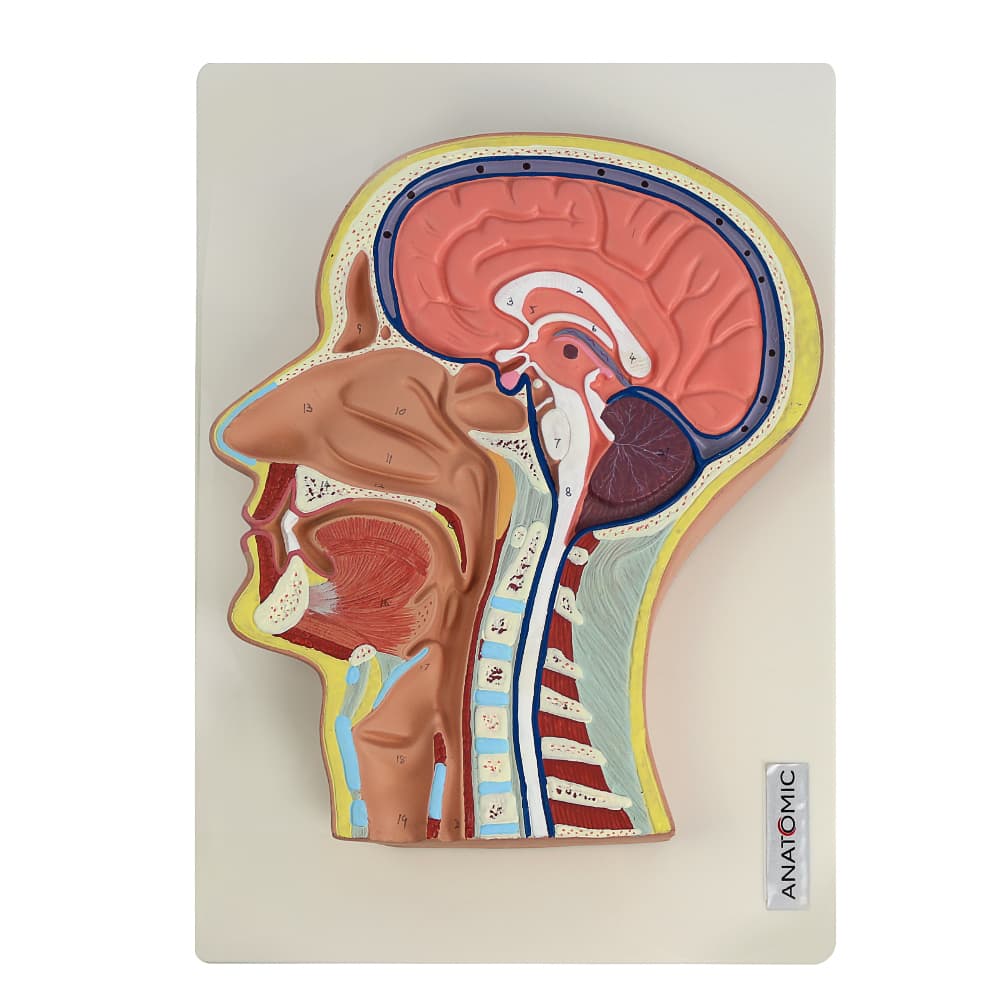 Cabeça Corte Mediano Anatomic - Portal do Médico
