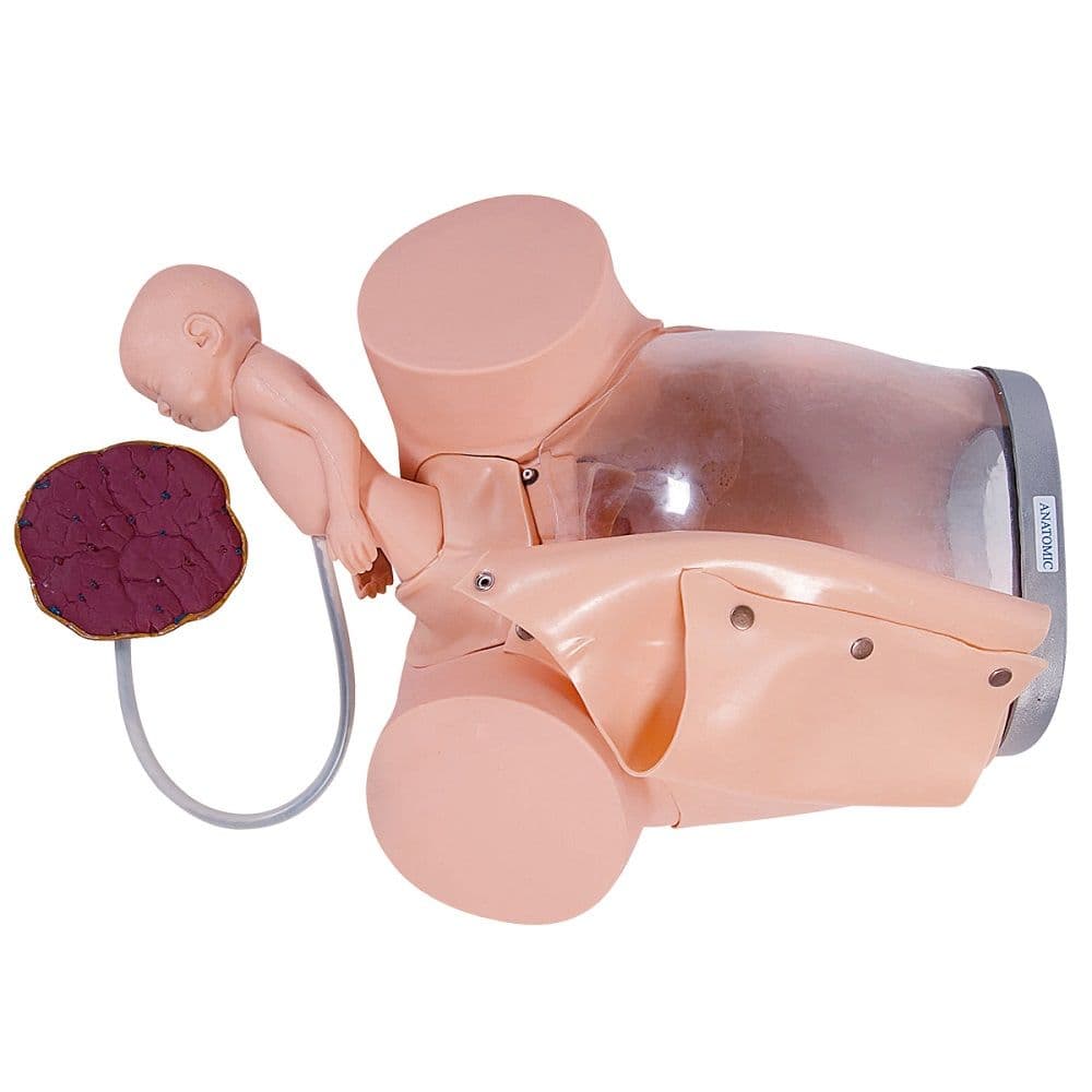 Simulador Médico Parto c/ Cervix Episiotomia e Feto com Placenta - Portal do Médico