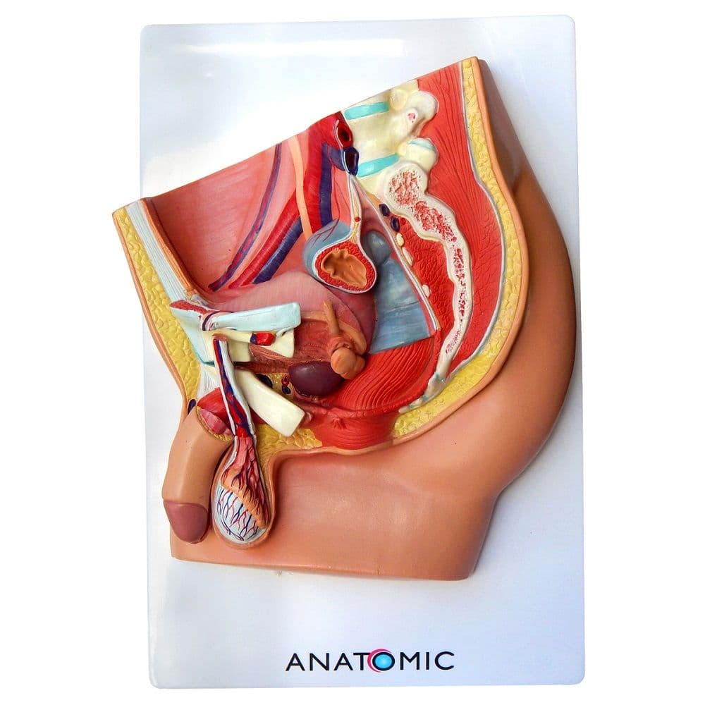 Pelve Masculina em Corte Mediano em 3 Partes, Anatomia - Portal do Médico