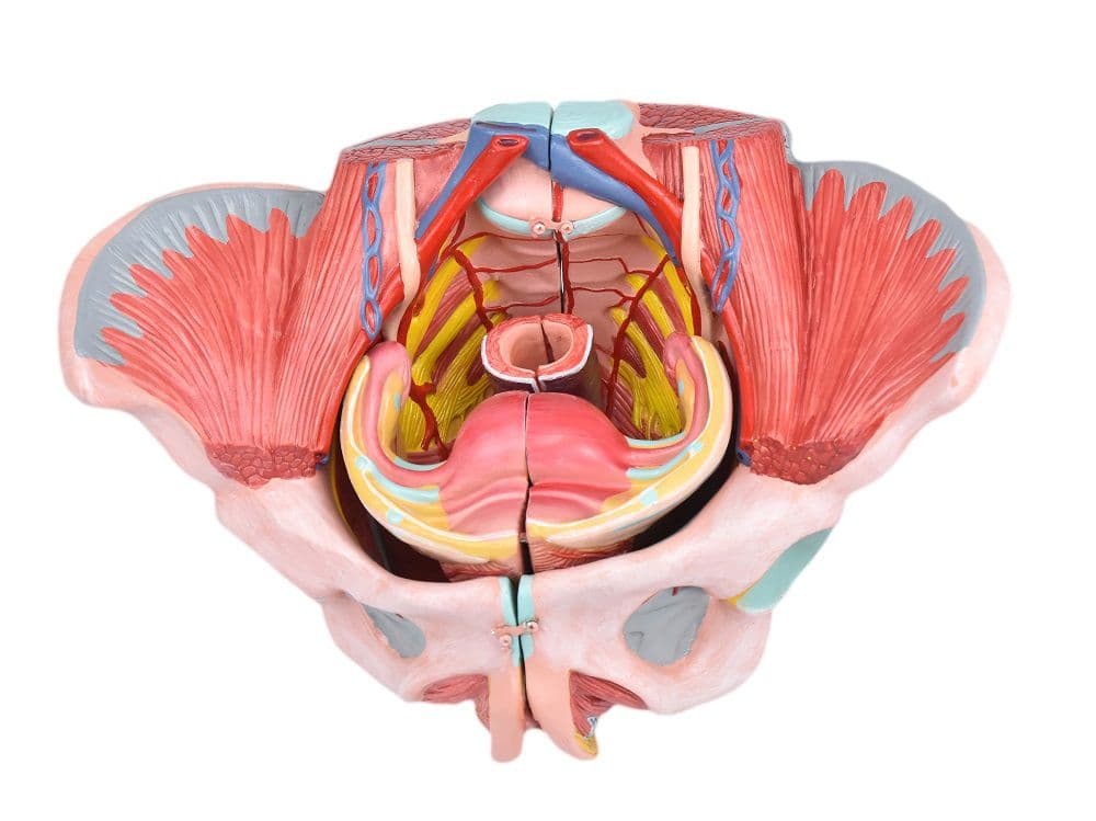 Esqueleto Pélvico Feminino com Sistema Reprodutivo em 4 Partes - Portal do Médico