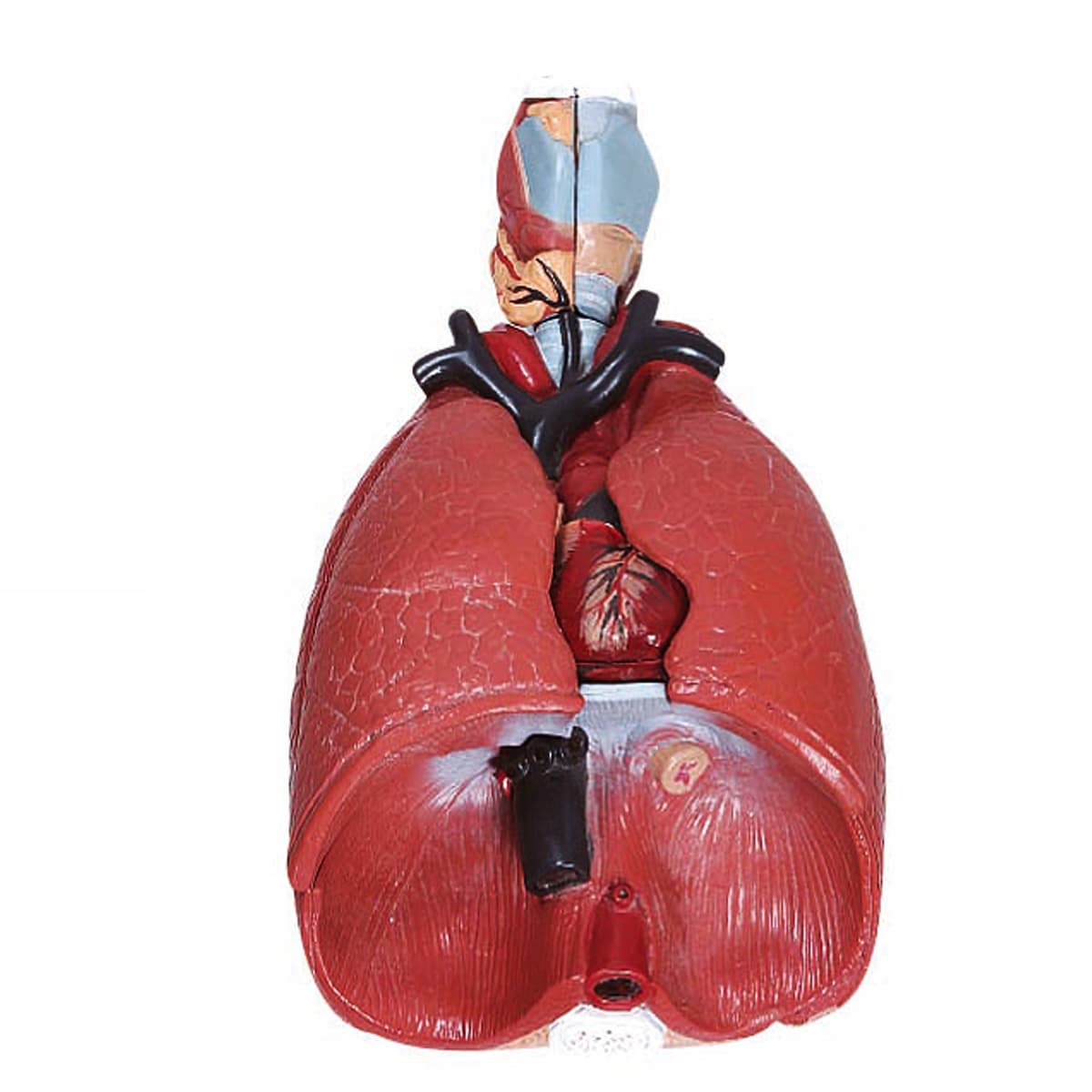 Sistema Respiratório 7 Partes - Portal do Médico