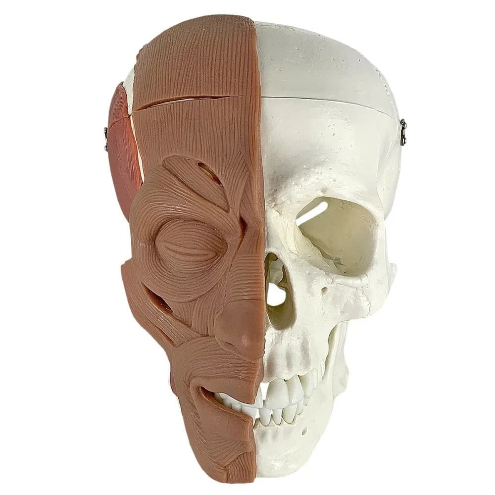 Crânio com Músculos Faciais - Portal do Médico