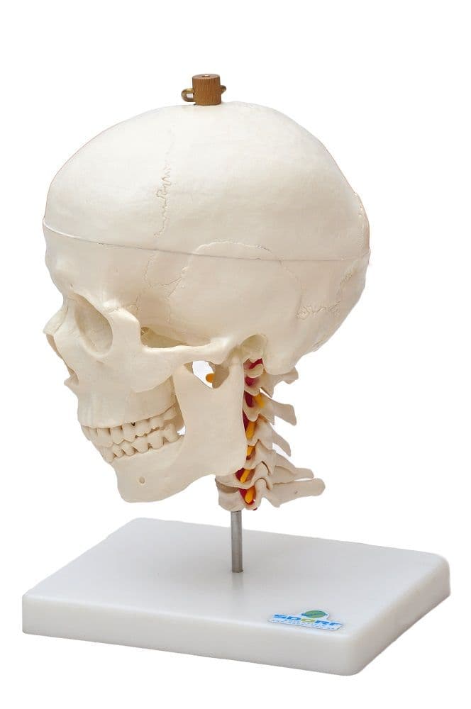 Crânio Humano Mandíbula Móvel e Coluna Cervical - Portal do Médico
