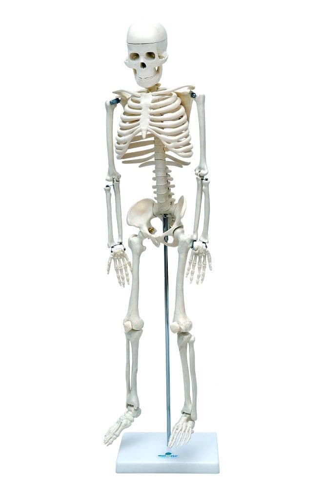 Esqueleto Humano Articulado de 85 cm de Altura com Suporte - Portal do Médico