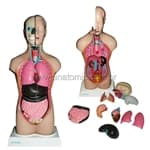 Torso Bissexual 42 cm c/ 14 partes - Anatomic - Portal do Médico