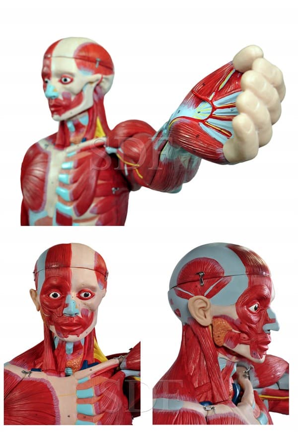 Figura Muscular de 1,70 cm com Órgãos Internos em 29 Partes SD-5026 - - Portal do Médico