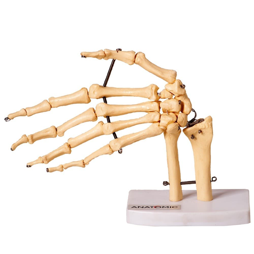 Esqueleto Humano da Mão Ossos do Punho Anatomia - Portal do Médico