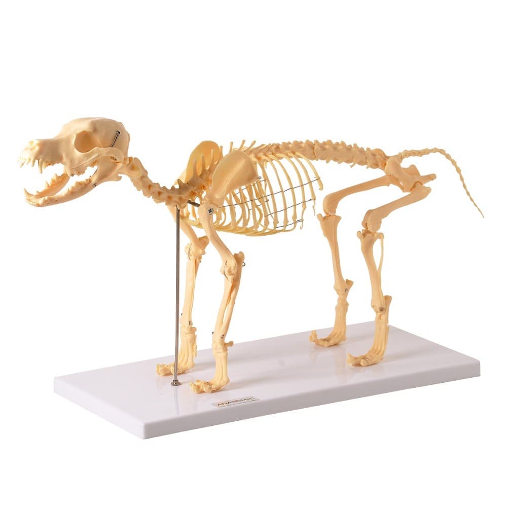 Esqueleto de Cachorro em Resina Modelo Anatomia - Portal do Médico