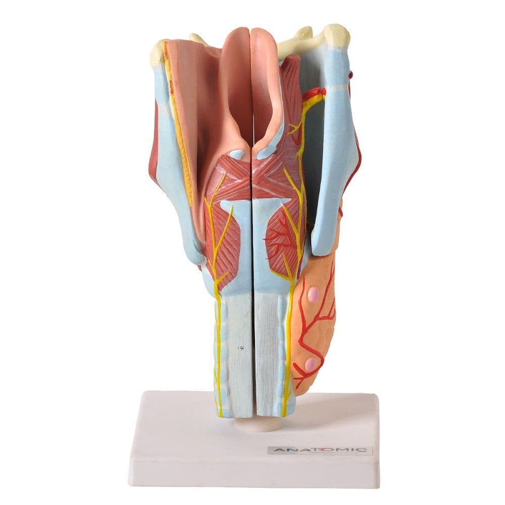 Laringe Ampliada em 4 Partes, Anatomia - Portal do Médico