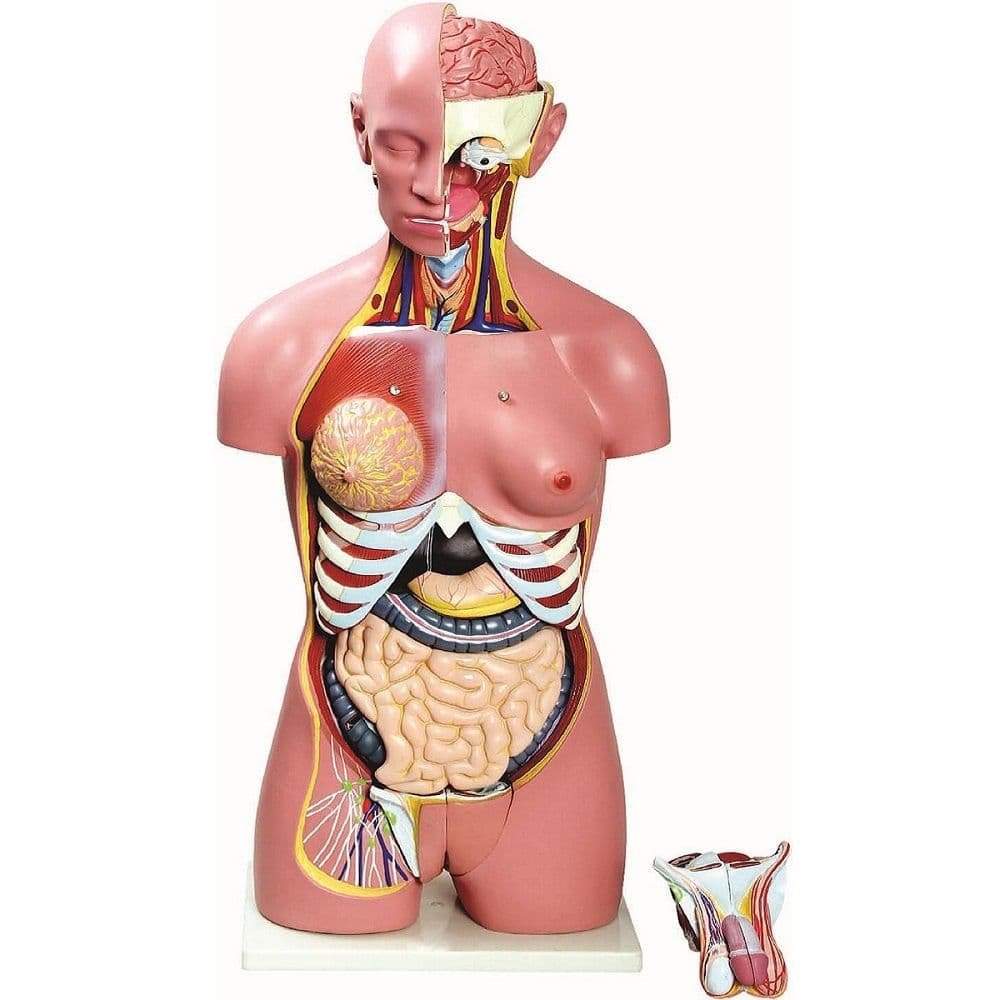 Torso Bissexual 85 cm em 24 pts Modelo Anatomia - Portal do Médico
