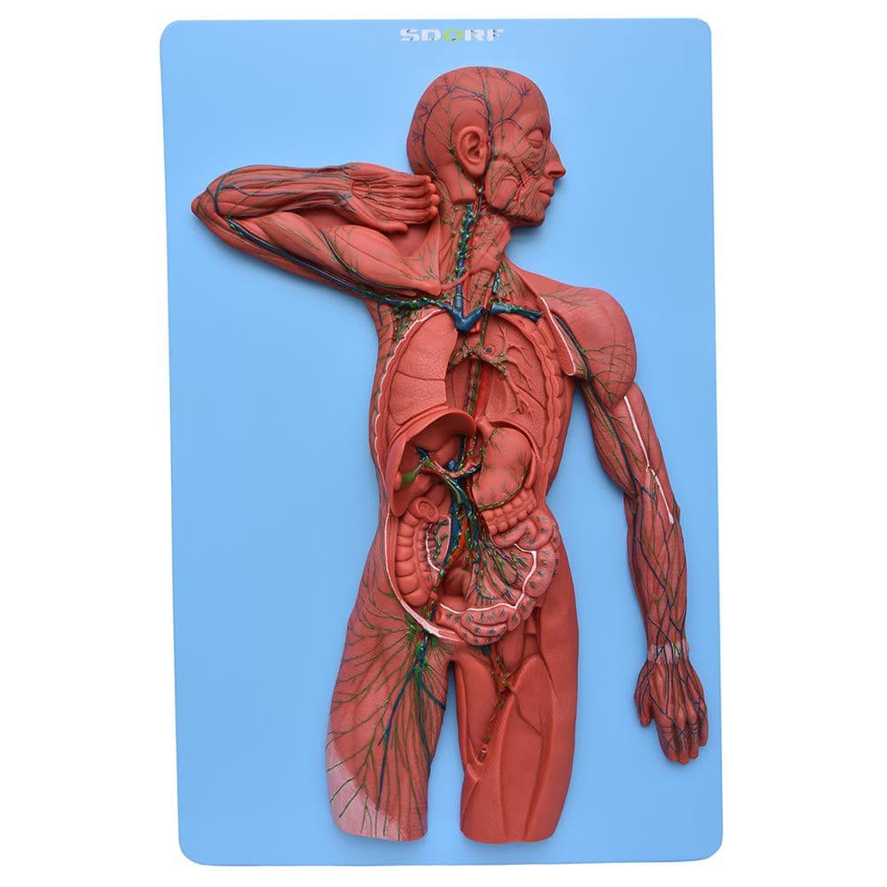 Sistema Linfático em Prancha Modelo Anatomia - Portal do Médico
