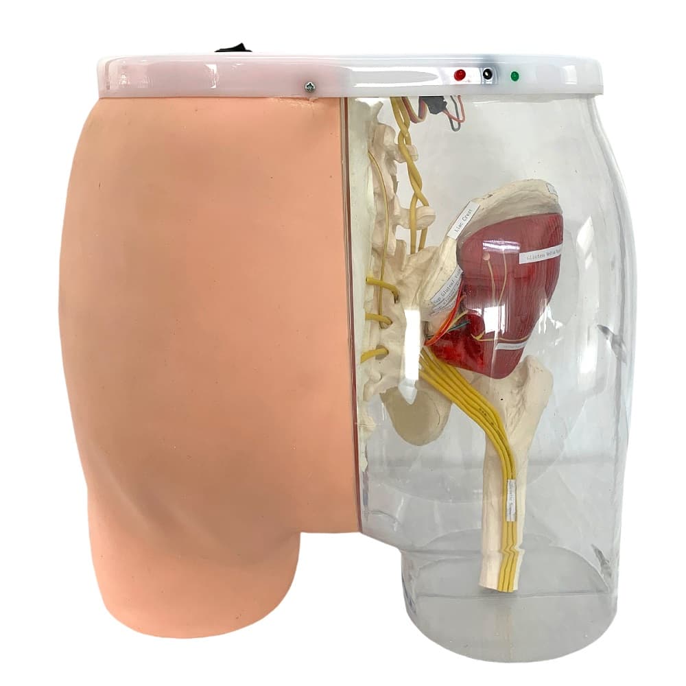 Simulador Médico Intramuscular no Glúteo - Portal do Médico