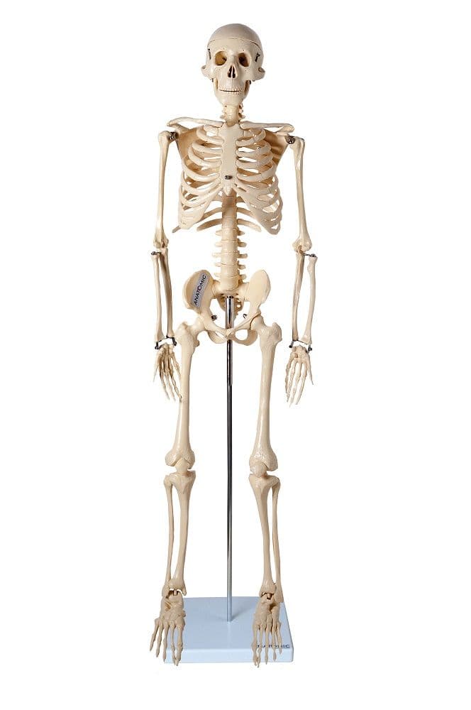 Esqueleto Humano 85 cm Altura Articulado Modelo Anatomia - Portal do Médico