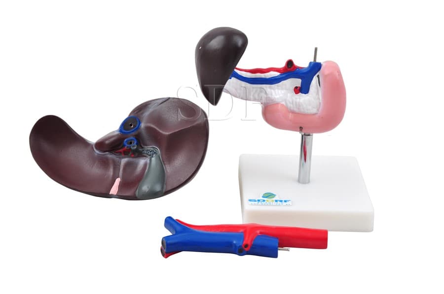 Fígado, Pâncreas, Baço e Duodeno SD-5050 - SDORF Scientific - Portal do Médico