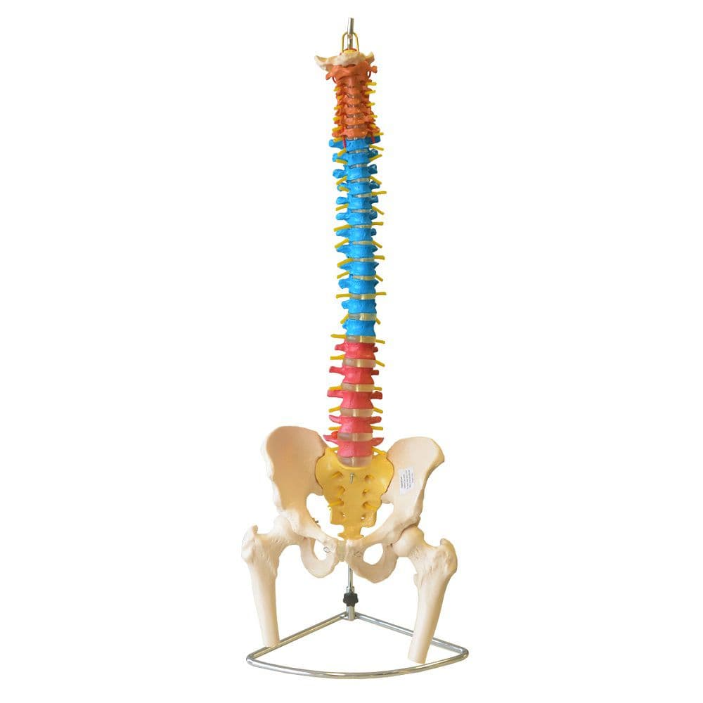 Coluna Vertebral Flexível Colorida em Tamanho Natural - Portal do Médico